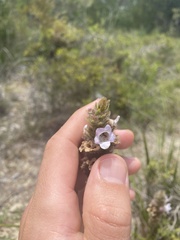 Hemiphora bartlingii