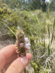 Hemiphora bartlingii