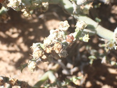 Mesembryanthemum junceum