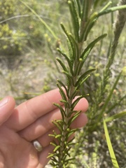 Hemiphora bartlingii