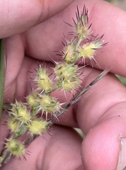 Cenchrus longispinus