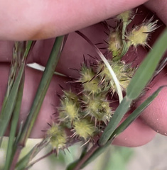 Cenchrus longispinus