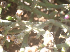 Mesembryanthemum junceum