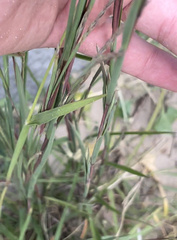 Cenchrus longispinus