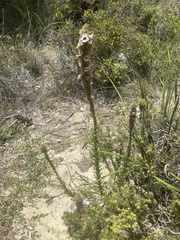 Hemiphora bartlingii