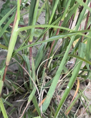 Cenchrus longispinus