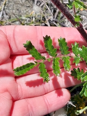 Acaena agnipila