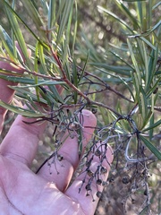 Ornithostaphylos oppositifolia