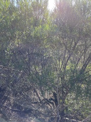 Ornithostaphylos oppositifolia