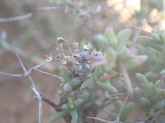 Ruschia intricata