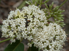 Phyllotocus rufipennis