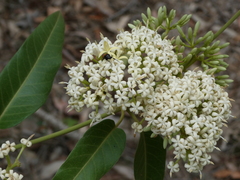 Phyllotocus rufipennis