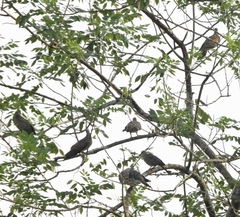 Streptopelia orientalis