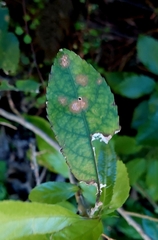 Cephaleuros lagerheimii