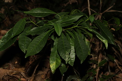 Tabernaemontana pandacaqui