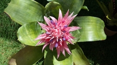 Aechmea fasciata