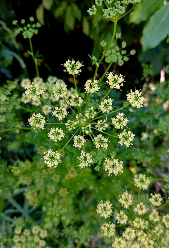 Parsley plant photo (Petroselinum crispum)