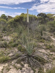 Xanthorrhoea caespitosa
