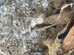 Canthigaster rostrata