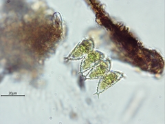 Staurastrum avicula