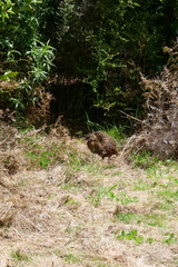 Gallirallus australis australis