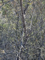 Fraxinus parryi