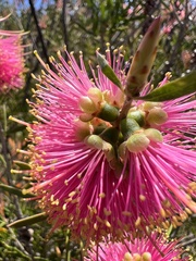 Melaleuca wimmerensis
