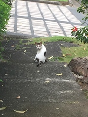 Felis catus