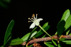 Micrantheum hexandrum