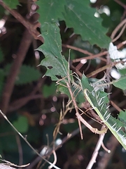 Argosarchus horridus