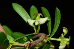 Micrantheum hexandrum