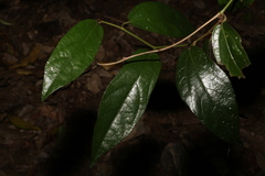 Aristolochia praevenosa