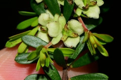 Micrantheum hexandrum