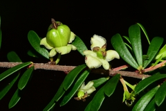 Micrantheum hexandrum