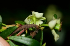 Micrantheum hexandrum