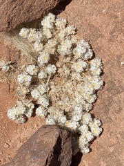 Helichrysum roseo-niveum