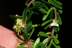 Micrantheum hexandrum