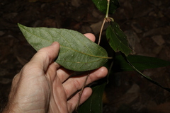 Aristolochia praevenosa