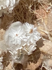 Helichrysum roseo-niveum