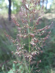 Melinis minutiflora
