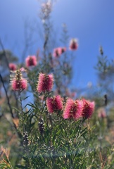 Melaleuca wimmerensis