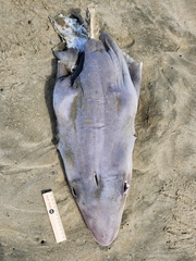 Galeorhinus galeus