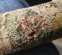 Phaeophyscia ciliata