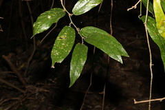 Aristolochia praevenosa