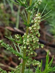 Artemisia capillaris