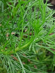 Artemisia capillaris