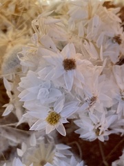 Helichrysum roseo-niveum