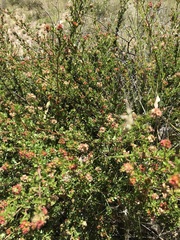 Dodonaea triangularis