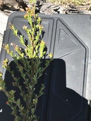 Dodonaea triangularis