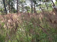 Melinis minutiflora